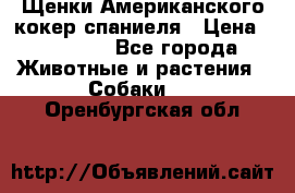 Щенки Американского кокер спаниеля › Цена ­ 15 000 - Все города Животные и растения » Собаки   . Оренбургская обл.